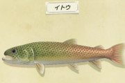 『あつまれ どうぶつの森』激レア魚「イトウ」釣れないんだが？ちな本日までのもよう