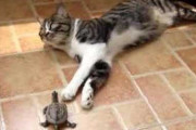 【動画】 亀と猫【再】