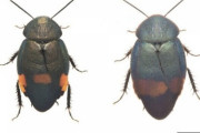【画像】ゴキブリの新種見つかる、35年ぶり