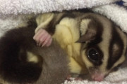 ハリネズミ飼いたくなったんやが大変なんか？