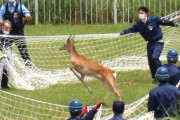 【東京】荒川河川敷のシカ、殺処分免れた！　足立区から千葉の「市原ぞうの国」へ…名前は「ケープ」くん