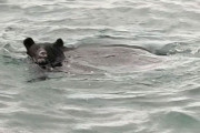 【悲報】クマ、海を泳ぐ様子を激撮　日本終了へｗｗｗｗｗ