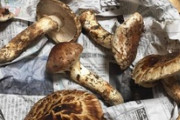 ワイ、大量の松茸を収穫してきてしまう（※画像あり）