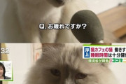 猫可愛いよな！