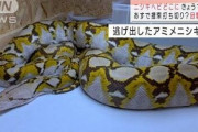 横浜で逃げ出したニシキヘビくん、ついに発見される！→見つかった場所がまさかのｗｗｗｗｗｗｗｗｗ