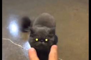 【ねこ動画】（☆ω☆）ｷｭﾋﾟｰﾝ!ｼｭﾊﾞｯ!!、こんなところで寝てやがる・・・