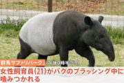 群馬サファリパークでバクが飼育員に噛みつく　飼育員は重傷、ドクターヘリで病院に搬送