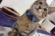 駐車場で氷雨に濡れていた子猫、車に乗って降りずに籠城　ずっと飼い猫だったような姿に根負け「うちの子に」