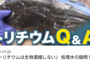 専門家「トリチウムは生物濃縮しないよ」Twitter(X)民「ギャオオオオオオオ！！！！」