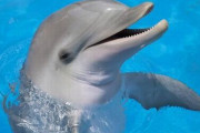 【マジかよ】水族館勤務の人類さん、イルカにいじめられて退職に追い込まれてしまう……