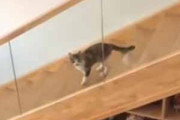 うちのネコが階段の途中にいた。駆け上ってきた → こうなっちゃう…