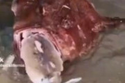 【動画】謎の魚「オエエエエエエエエエッ」ﾄﾞﾊﾞﾊﾞﾊﾞﾊﾞﾊﾞﾊﾞ