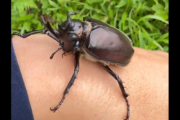 X民「ちょ、ちょっと待って・・・こんなカブトムシ初めて見た！これって激レアなのでは！？」ﾊﾟｼｬｯ→投稿された動画がマジでヤバすぎるｗｗｗｗｗ