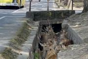 外国人「日本が暑すぎて奈良の鹿が溝に逃げ込んでいる…」