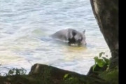 中禅寺湖近くでクマが観光客の目の前に！怖すぎるだろ…