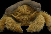 「毛深すぎる」と専門家も困惑......とんでもなくモフモフのカニの新種を発見
