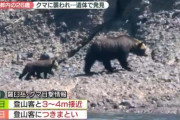 北海道羅臼岳ヒグマ事故に学ぶ『無理ゲーとなった登山という趣味』