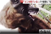 【朗報】クマ対策の最終兵器「モンスターウルフ」、その姿をご覧くださいｗｗｗｗ