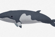 【悲報】アイスランド、捕鯨やめるってよ　「日本に売るためにクジラ捕ってたけど、利益無いからもう無理」