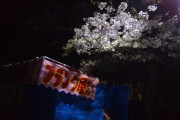 散歩がてら夜桜観に来た