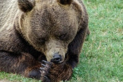 【動画】野犬に襲われたクマさん、反撃もできずに逃走