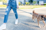 【悲報】警察さん、犬を保護し飼い主宅へ連れていくも犬を投げつけられるｗｗｗｗｗｗｗｗｗ