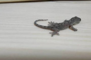 【朗報】ワイの家にトカゲちゃんが出没するｗｗｗｗｗｗｗｗｗｗｗｗｗｗ