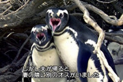 【悲報】ペンギンさん、脳を破壊されてしまうｗｗｗｗｗｗｗｗｗ