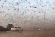 【閲覧注意】4000億匹のバッタがサウジアラビアを横断中