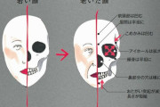 【図解】年を取ると顔の骨の形も変わってくる
