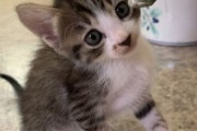 妻が子猫を拾ってきた。しばらくは家で飼うことになったが…これがまたかわいいんだｗ