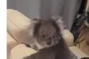 【豪州】ドアをノックし民家に侵入したコアラ、ソファでテレビを見ながら1時間もリラックス