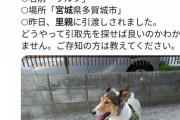 出張している間に飼っていた愛犬を勝手に里親に出された。何としても取引先を探したい