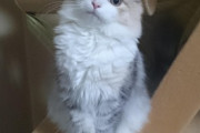 【ねこGIF】自分のしっぽが気になって仕方がない猫さん…その結果、こうなりましたwww