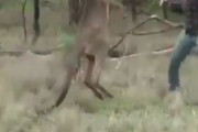 【悲報】アメリカ人さん、ムキムキのカンガルーに喧嘩を売るwwwwwwwww