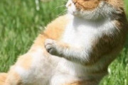 【画像多め】ハンターモードになった猫ちゃんがこちら…的確な攻撃すぎてワロタwwww