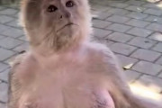 【画像】セクシーな猿、発見される
