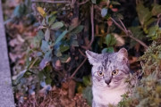 【ねこ画像】公園のねこ【再】