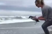【動画】人に治療されたペンギン、海に帰る際人間に振り向く