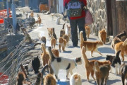 世界各国の鳩みたいに身近な動物　日本からは猫の島がランクイン！