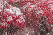 海外「雪と紅葉のコラボがなんてロマンティックなんだ」北海道札幌の風景（海外の反応）