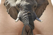 メスガキ「ざーこ♡絶滅危惧種♡」アフリカゾウ「…」