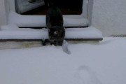 【ねこ動画】初めての雪【再】