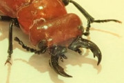 クワガタに似た真っ赤な珍昆虫に注意！体液に毒がありやけどのような症状を引き起こす