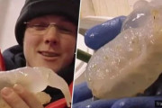 南極の氷床3500メートルで未知なる生物を発見。半透明のプニプニしたこの生き物はいったい何！？