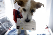 【悲報】JALさん、旅行客の愛犬を蒸し焼きにし隠蔽した事がSNSで拡散され大炎上