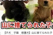 【感動】YouTuberさん、山奥に捨てられた子犬2匹を偶然見つけ救助…