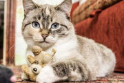 アメリカで人気のある猫の名前は「ポピー」2019年ランキングが発表、そして日本は？