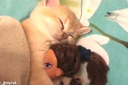あったかくしていい夢見てね！人形をしっかり抱っこしておねむな子猫が可愛すぎる