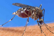 蚊、コロナ媒介せず　イタリア研究所が発表
